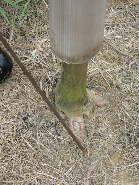 vole damage tree trunk photo